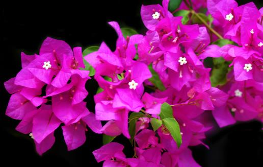 花卉的养殖注意事项 根据家居风水不同养殖不同的花卉-很美的