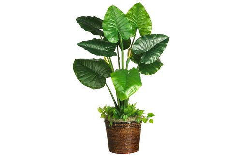 冬天如何种植滴水观音?-很美的