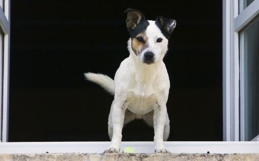 纠正狗狗坏习惯训练方法 使你的狗儿服从-很美的