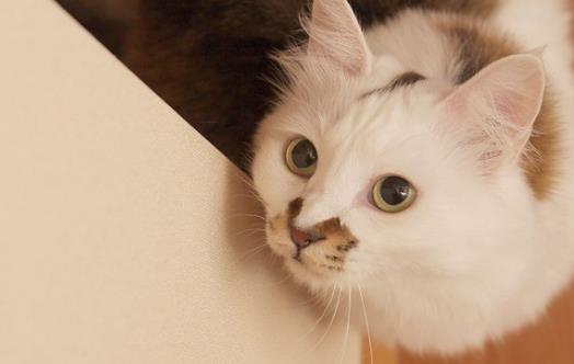 宠物猫咪不喜欢喝水不一定是病 这六种方法拯救你