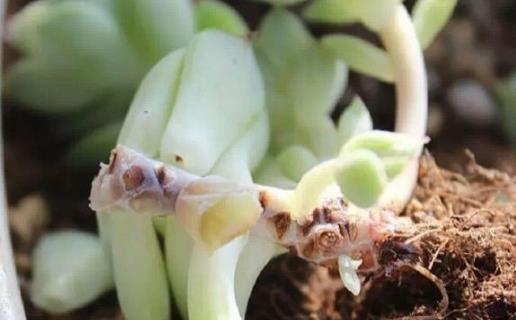 家庭养花:多肉黑腐潜伏期及防治方法