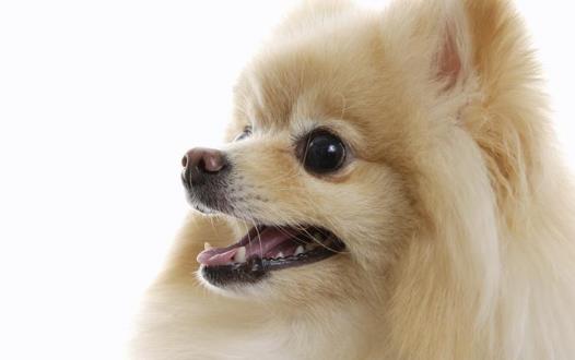 狗狗随地大小便 训练狗狗定点排便之秘籍-很美的