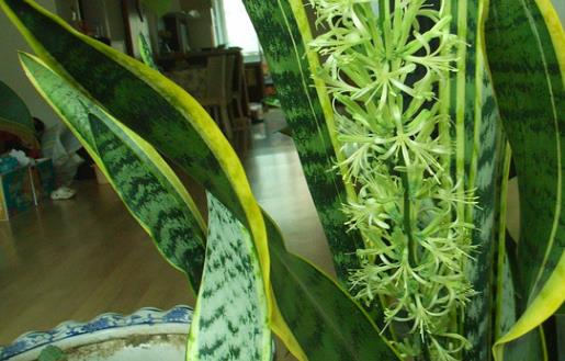 家庭养花:放着也能活的虎皮兰