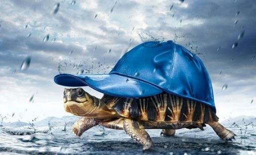 乌龟还有这样几个冷知识,你听说过吗