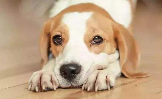 你的狗鼻子干了应该担心 鼻子干往往是生病的前兆-很美的