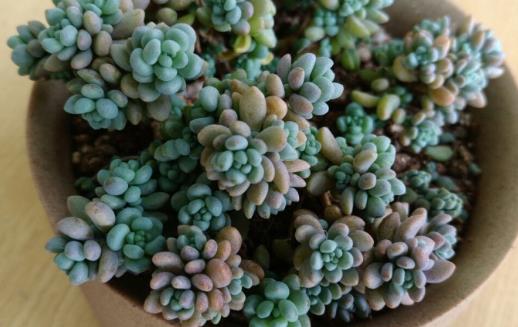 多肉十大美人系列  胖成球的最好看-很美的