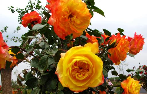 油烟机的废油也是养花好肥料 好用的养花窍门盘点-很美的