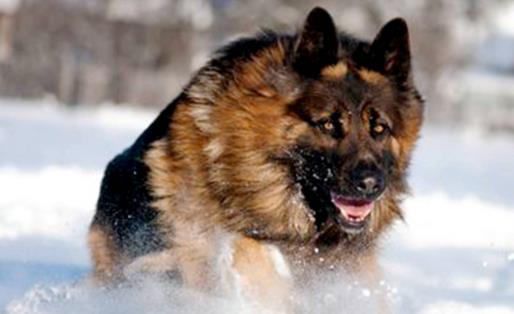 猛犬中的假货揭秘 猛犬中的三大护卫巨头-很美的