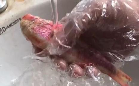 无良商贩用人工合成色素胭脂红给三苏红鱼上色，用手摸手会被染红-很美的