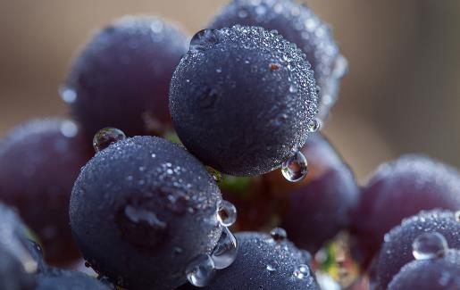 葡萄买得很多吃不完 长时间保存有诀窍-很美的