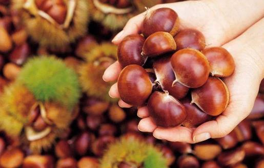 生板栗快速去皮法 冰箱保存生板栗的方法-很美的