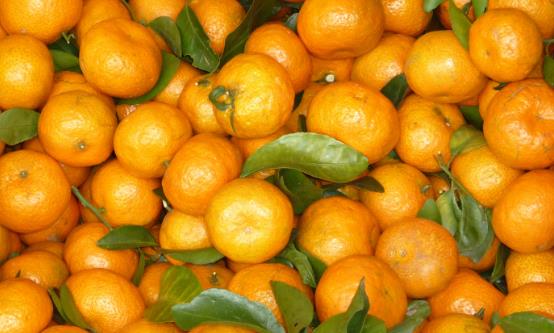 常食沙糖桔祛痰平喘调理脾胃 食用沙糖桔的注意事项-很美的