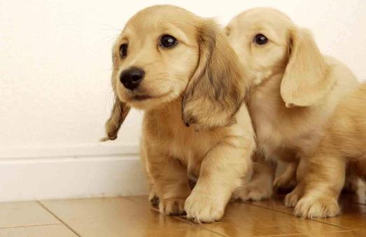 被狗狗咬了怎么处理-很美的