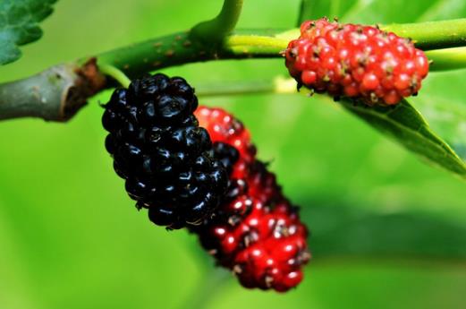 桑葚怎么洗?桑葚干怎么制作-很美的