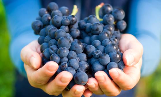 葡萄上的白霜是什么 葡萄白霜不清洗干净吃了对身体有害吗-很美的