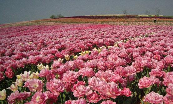 常在花间走活过九十九 五种有美容功能的鲜花-很美的