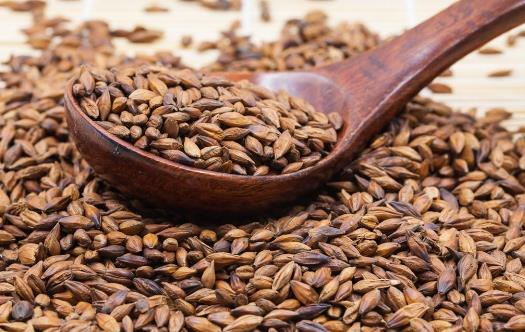 什么人不能喝大麦茶呢? 