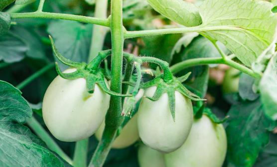 吃蔬菜也有的讲究 吃错就会要命-很美的