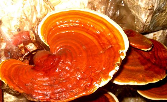 灵芝神奇的药用价值 八款灵芝食疗汤推荐-很美的