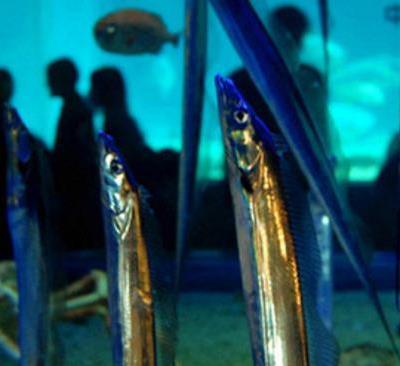 为什么带鱼不能人工养殖?带鱼是深海鱼吗?有什么营养价值