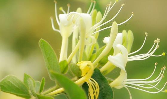 这6类植物是天然消炎药 鱼腥草特别适合烟民-很美的