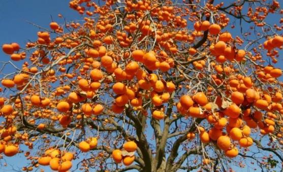 上半年可以吃到的应季水果 对人体大有裨益-很美的