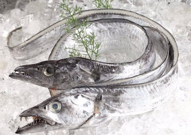 为什么带鱼不能人工养殖?带鱼是深海鱼吗?有什么营养价值