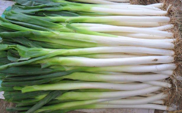 大葱的功效与作用 3类人不宜吃葱-很美的