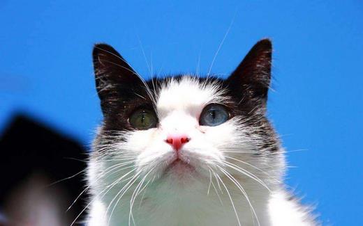 被家猫咬了需要打疫苗吗-很美的