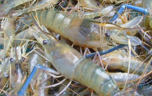 虾营养丰富且肉质鲜美 挑选新鲜好虾的窍门-很美的