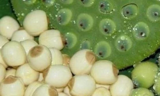 新鲜莲子的功效与作用 新鲜莲子泡茶清热去火-很美的