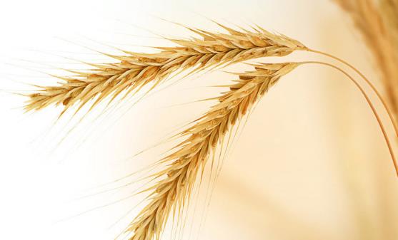 别嫌全麦粉黑黑点更健康 美味低糖全麦粉双色馒头做法-很美的