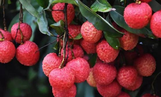 水果营养高但不是越多越好 8种水果不宜大量食用-很美的