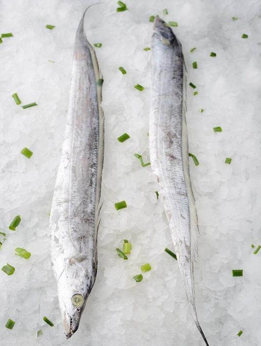 为什么带鱼不能人工养殖?带鱼是深海鱼吗?有什么营养价值