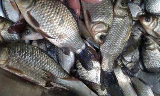 鲫鱼能利水消肿益气健脾 鲫鱼虽好却不是所有人都可以吃-很美的