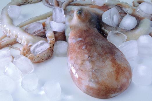 鱿鱼、花枝和软丝傻傻分不清?教你一招来辨认