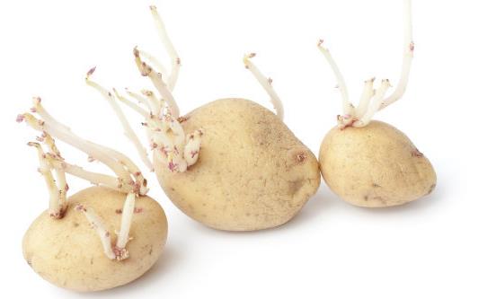 保存土豆不发绿不长牙妙招 普通家庭存放土豆的禁忌-很美的