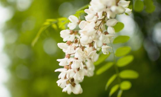洋槐花的药用价值和副作用 洋槐花简单美味又解馋的做法-很美的