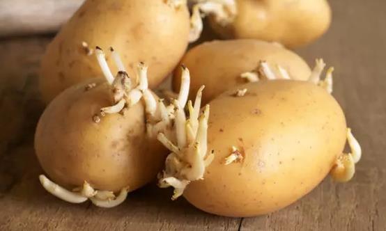 这4类发芽菜发芽不能食用 不利人体健康-很美的