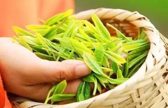 茶中佳品明前茶的独特优点 喝明前茶的注意事项-很美的