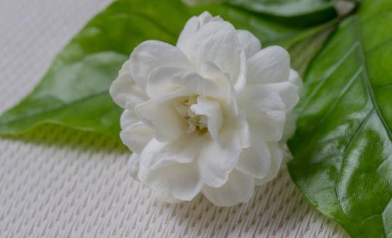 茉莉花能改善生活中的身体不适 关于茉莉花的药用功效-很美的