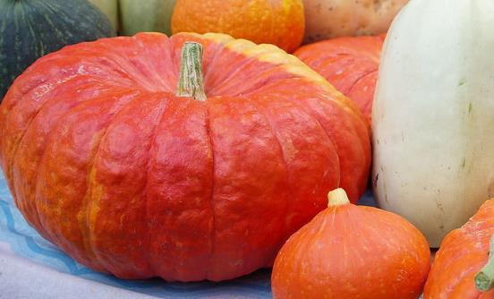 常吃南瓜能防治心血管疾病 南瓜的家常吃法-很美的