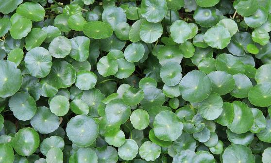 金钱草的功效与作用 金钱草泡水喝的禁忌-很美的