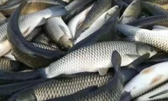 食用草鱼对肿瘤有防治作用 推荐草鱼的烹饪方法-很美的