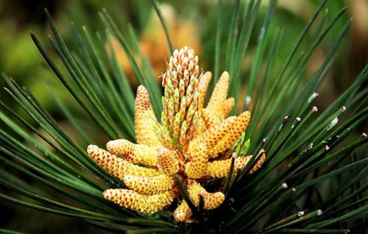 松花粉的功效与作用 保护心血管改善心脏和大脑的微循环-很美的