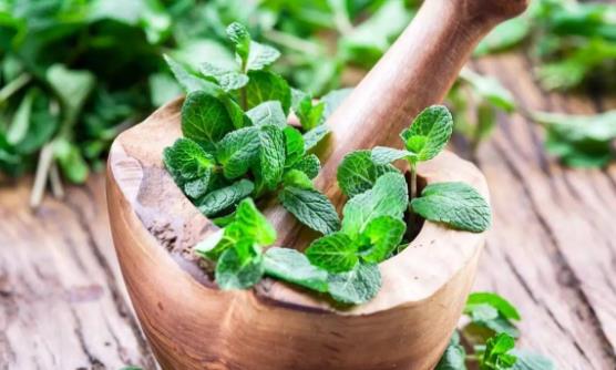 薄荷菜的五种美味做法 食用薄荷菜的禁忌-很美的