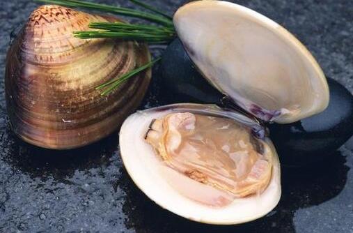 河蚌怎么洗？河蚌怎么挑选-很美的