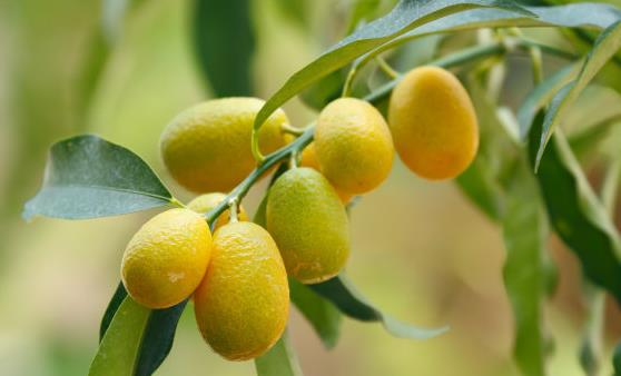 金桔的功效与作用 腌制金桔美味又可口-很美的