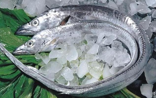 为何带鱼不能人工养殖 带鱼为什么一出水后就会死掉 带鱼是深海鱼吗-很美的