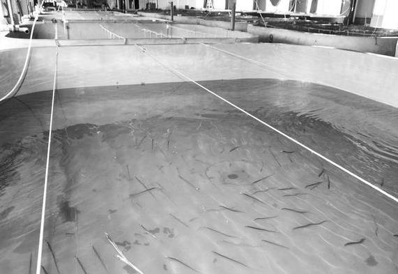 为什么带鱼不能人工养殖?带鱼是深海鱼吗?有什么营养价值